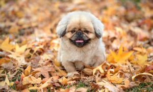 毛穴ケアに効果的な美容液は朝晩どちらが良いの？