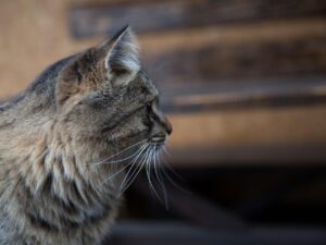 CICAで毛穴の赤みを抑えるための効果的な方法は？