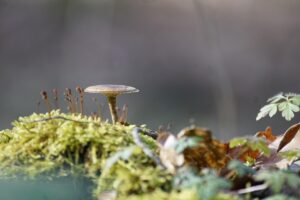 毛穴スチーマーの効果は本当にあるのか？